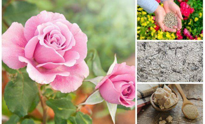 Подкормка роз весной, осенью, летом народными средствами, органическими и минеральными удобрениями