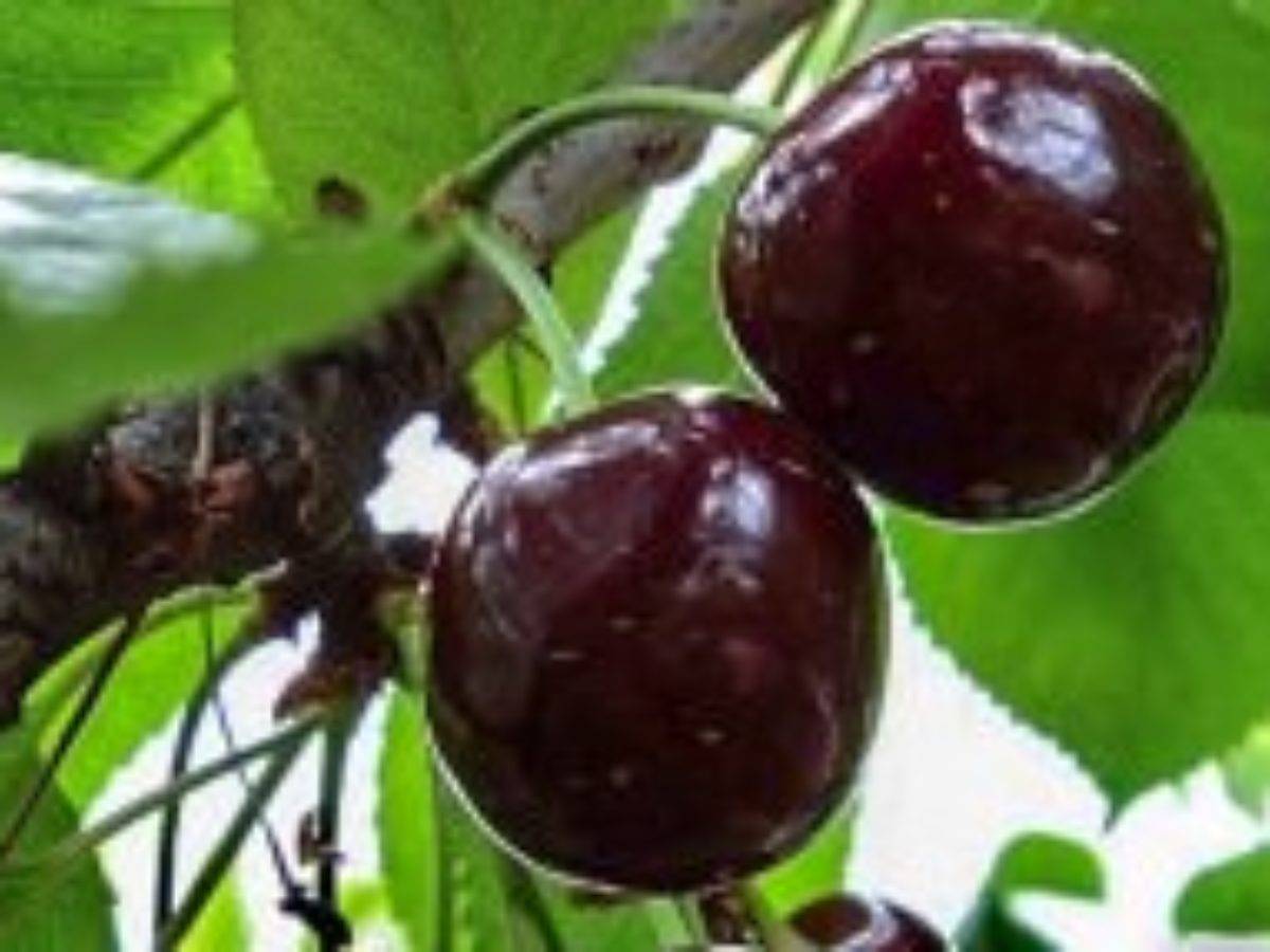 О вишне Чернокорка: характеристика и описание сорта, выращивание и уход