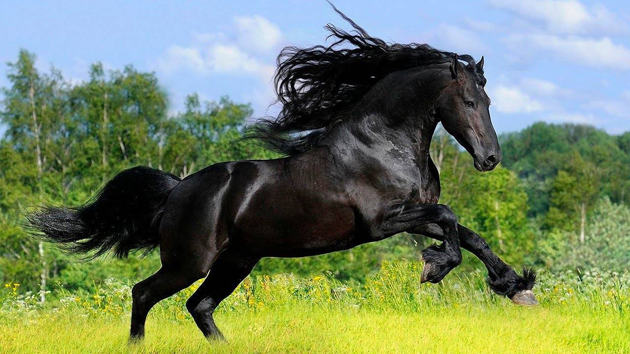 О породах лошадей: все породы лошадей от А до Я, название, описание, характеристики