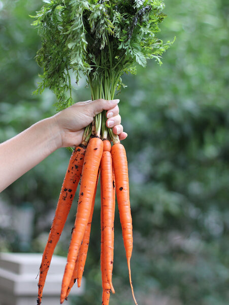 Посадка моркови семенами: при какой температуре, правильный, быстрый посев в открытый грунт, чтобы получить хороший урожай на грядке, удачные советы, лучшие хитрости