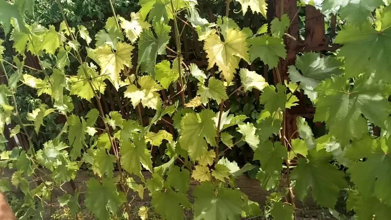 Хлороз винограда: фото и чем лечить, причины хлороза на винограднике, видео советы