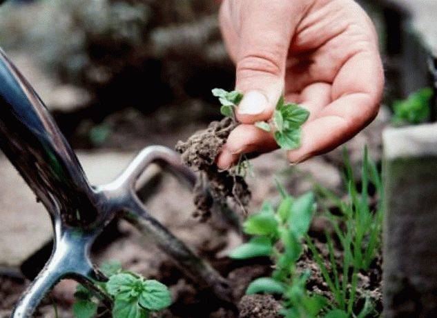 Народные средства от сорняков: избавляемся от травы раз и навсегда