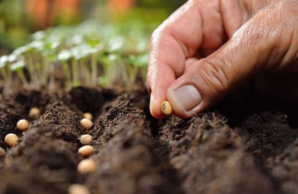 Выращивание редиса в открытом грунте: сроки посадки, правила посева и ухода за редиской | топ огород