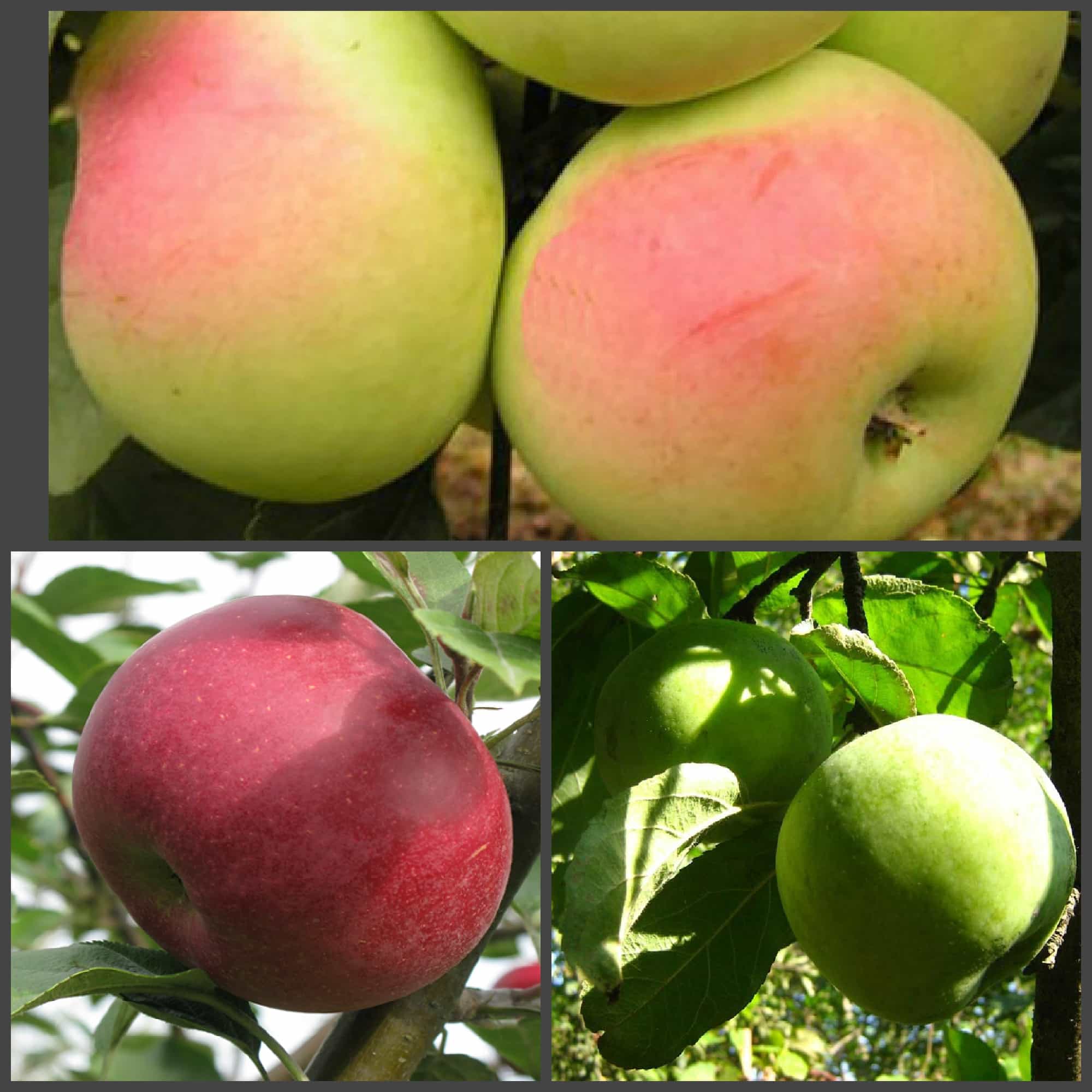 Яблоня лигол: описание сорта, фото, отзывы садоводов