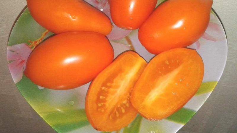 Золотая рыбка: описание сорта томата, характеристики помидоров, посев
