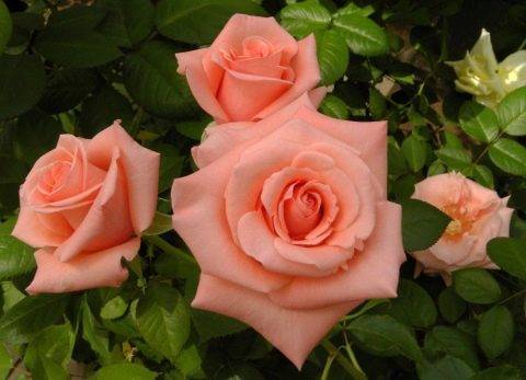 Чайная роза - выращивание, посадка и уход в саду