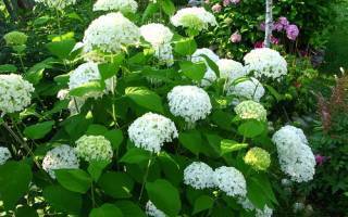 Гортензия садовая: посадка и уход в открытом грунте, особенности выращивания