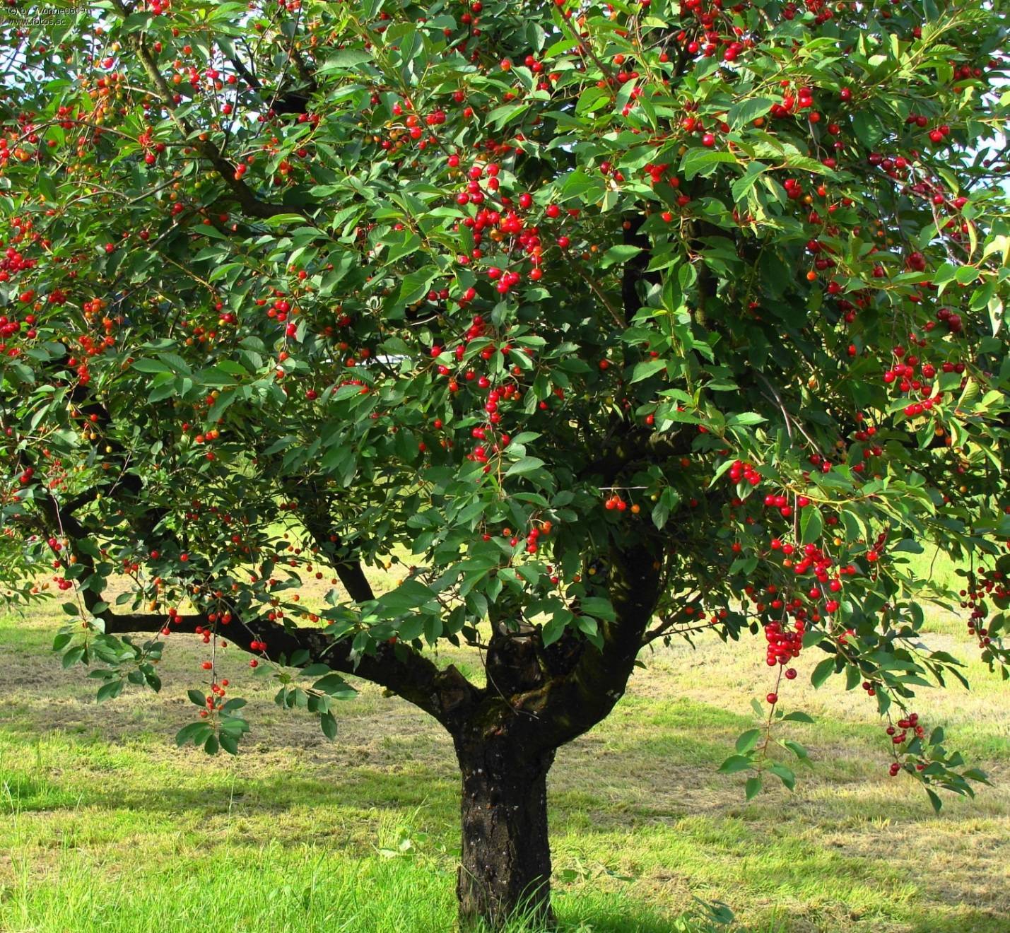 Ботаническое описание и характеристика вишни