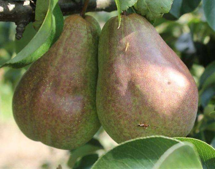 О груше брянская красавица: описание сорта, агротехника выращивания