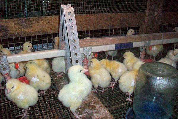 Статьи по кормлению кур на picainfo | применение ферментативного пробиотика в кормлении цыплят-бройлеров