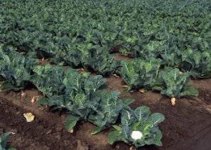 Удобрения для белокочанной и цветной капусты при посадке и в процессе роста