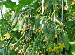 Огурцы партенокарпические — лучшие гибриды и секреты обильного урожая