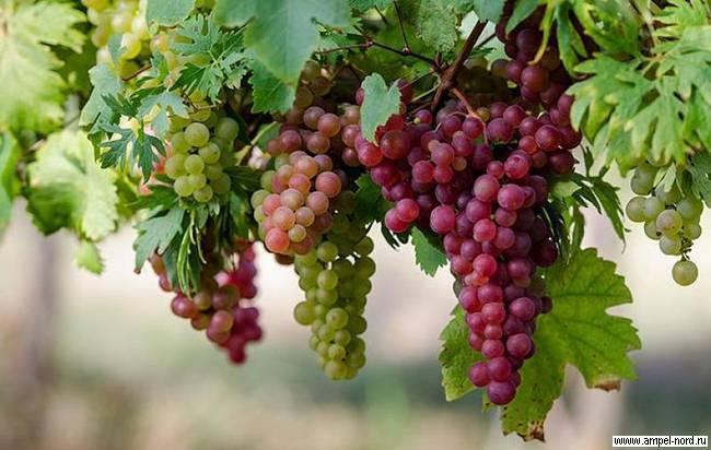 Виноград: посадка и уход в открытом грунте за виноградником, болезни лозы с фото, для чего нужен уход, видео о вредителях винограда
