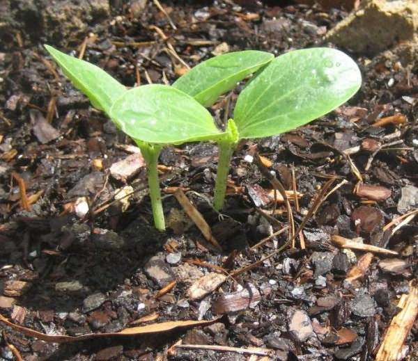 Польза и вред для здоровья кабачков. особенности выращивание в открытом грунте: посадка семенами и рассадой, уход и сбор урожая
