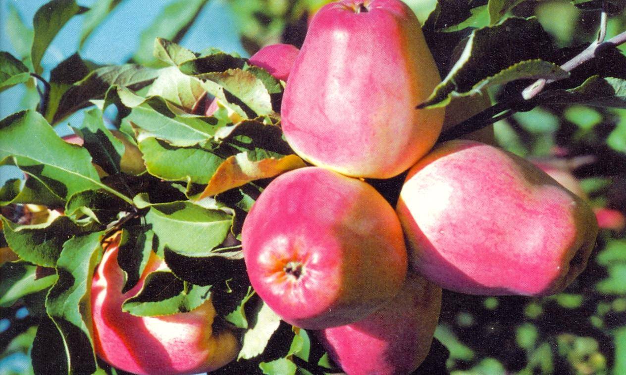 Зимние сорта яблони для средней полосы россии: лучшие виды, их описание и особенности, а также правила ухода