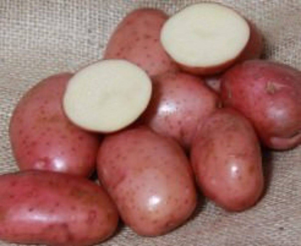 Картофель ред соня: описание и характеристика сорта