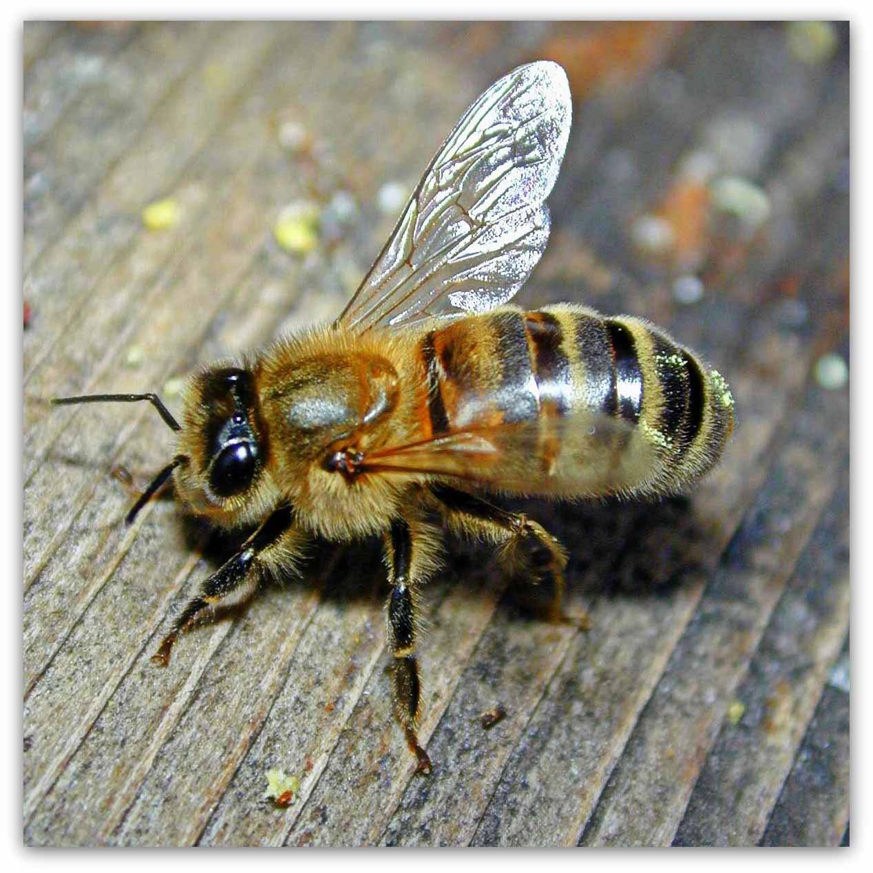 Породы пчёл: описание, характеристика, достоинства и недостатки