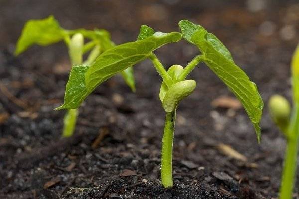 Выращивание бобов в открытом грунте технология и лучшие сорта