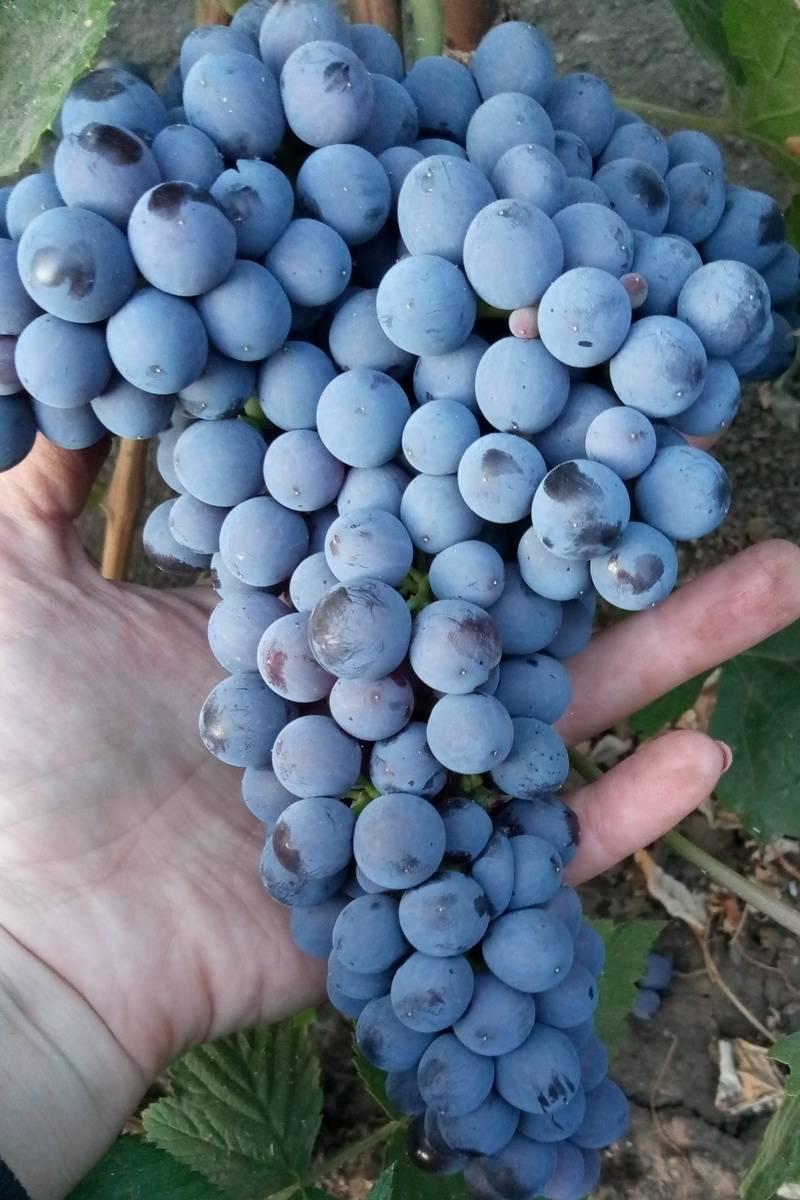 Выращивание винограда память домбковской (бчз)
