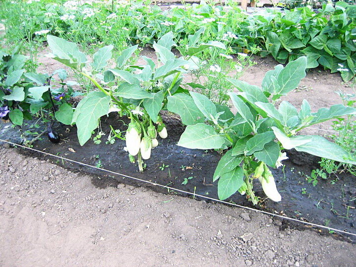 Чем подкармливать баклажаны после высадки в грунт: удобрения для хорошего урожая