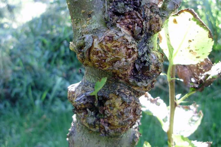 Болезни и вредители плодовых деревьев: фото и видео болезней косточковых культур