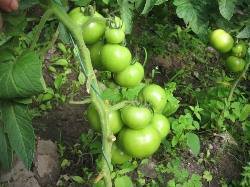 Томаты завязались но плохо наливаются. почему помидоры не краснеют в теплице: что делать чтобы быстрее спели, что сделать если плохо томаты наливаются
