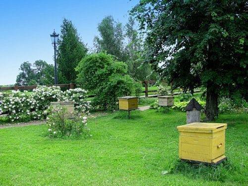 Содержание пчел. уход за пчелами зимой и летом