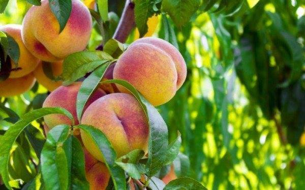 Выращивание персика из косточки – посадка и уход дома и на даче