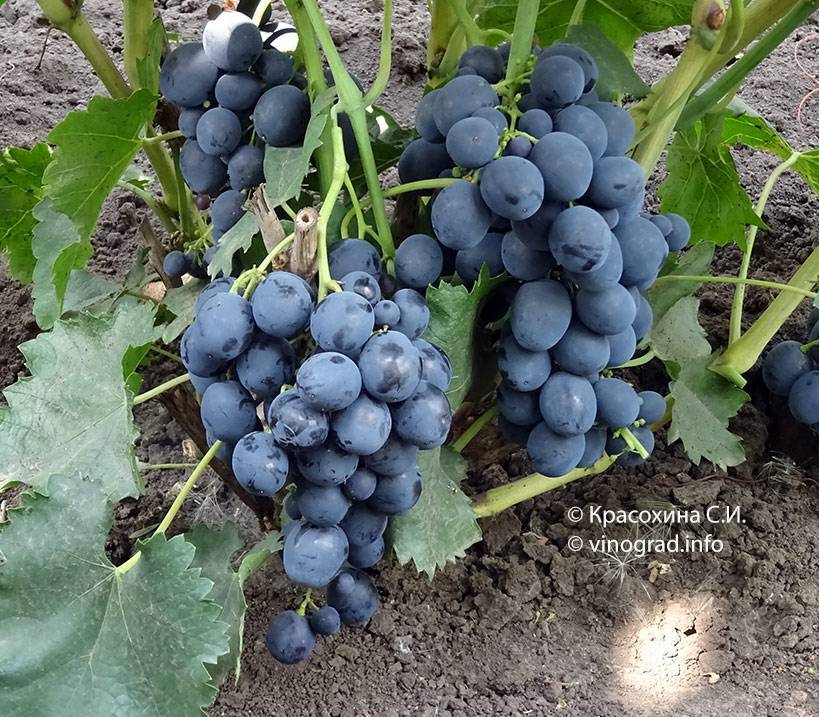 О винограде сфинкс: описание и характеристики сорта, посадка и уход