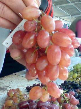 Сорт винограда «румба» описание и фото