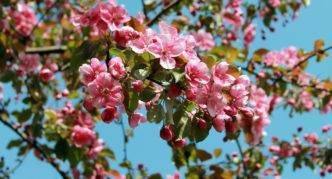 Надо ли обрывать первые цветы у яблони и что делать, если зацвела двухлетка