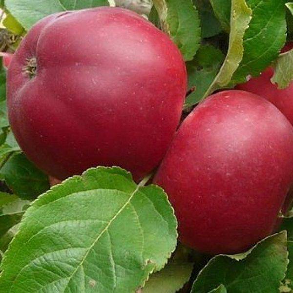 Богатый витаминами сорт яблок орловский кандиль