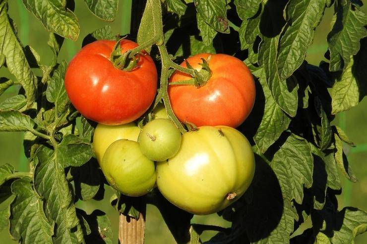 Как правильно прищипывать верхушки томатов в теплице и открытом грунте