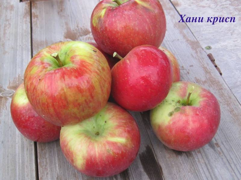 Сорт яблони хоней крисп (хани крисп) – описание, фото