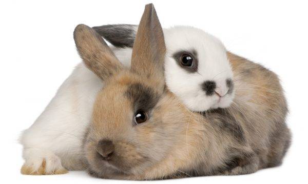 О весе кроликов по месяцам — таблица сколько весят разные популярные породы