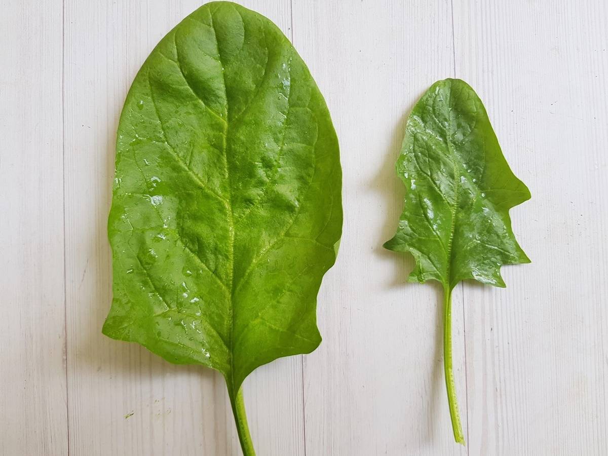Такие похожие щавель и шпинат — почему их путают, и чем всё же одно растение отличается от другого?