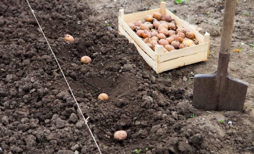 Настоящее достижение селекционеров – сорт картофеля «серпанок»: описание, характеристики и фото