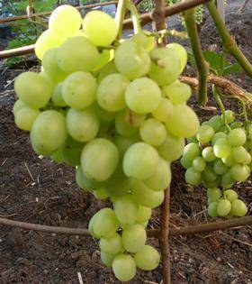 Винограда супер экстра особенности выращивания описание сорта