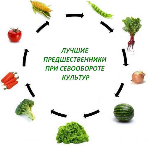 Таблица севооборота овощных культур на огороде