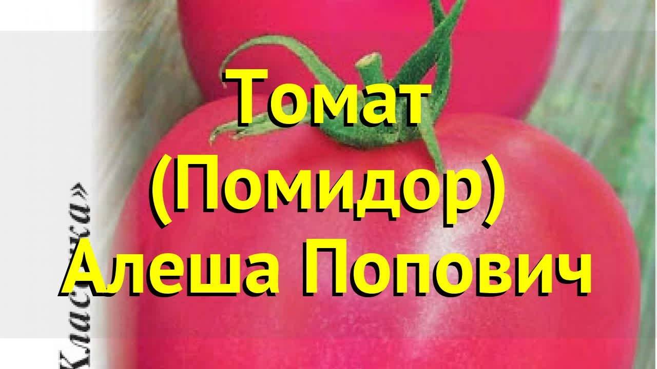 Алешка f1: описание, достоинства томата, отзывы огородников