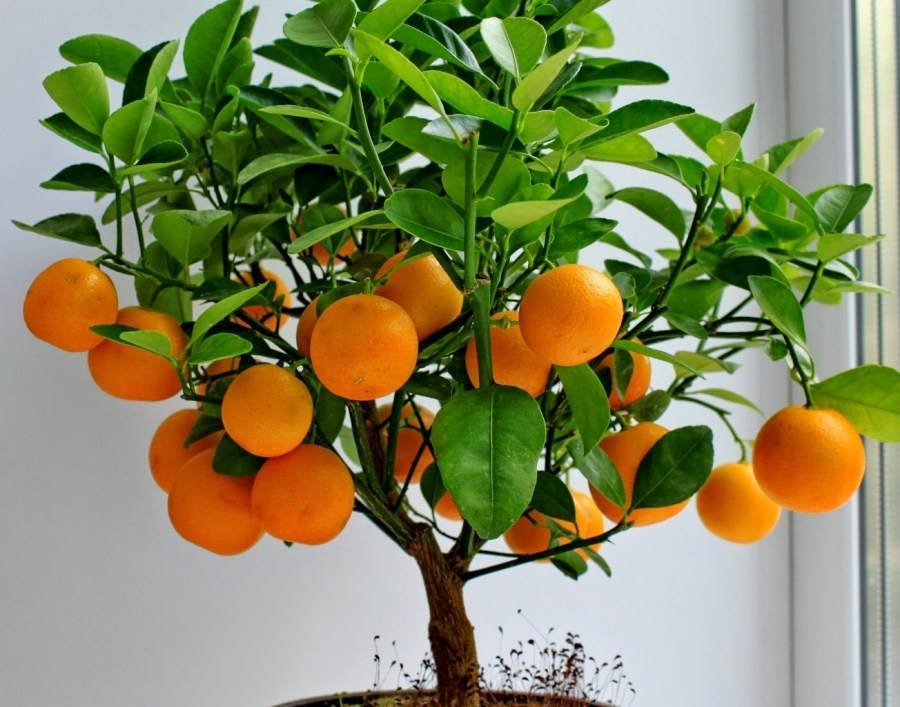 О мандариновом дереве: описание и характеристика, особенности ухода
