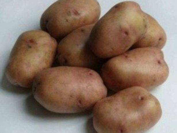 Лучшие сорта картофеля для Подмосковья: ранние, урожайные, ультраранние