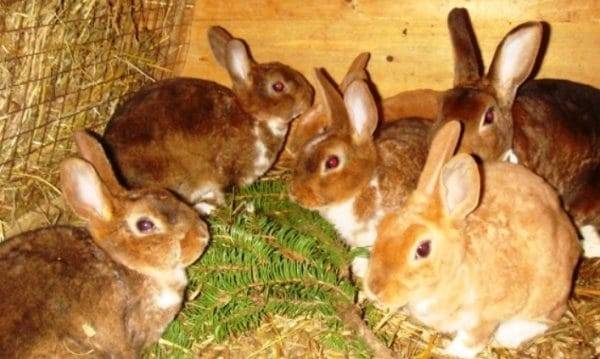 Длительность беременности у кроликов