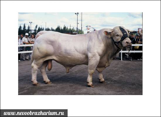 Выход мяса крс. вычисление веса коровы