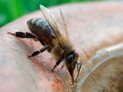 Применение лозеваля для пчел