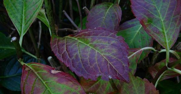Болезни гортензии — желтеют или чернеют, сохнут листья