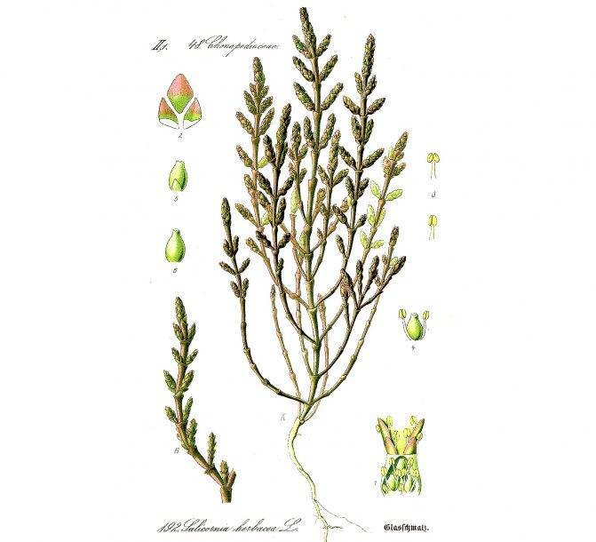 Солерос солончаковый - salicornia perennans - описание таксона - плантариум