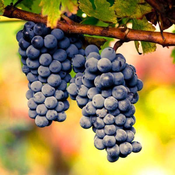 Самые устойчивые сорта винограда к болезням и различным вредителям