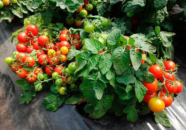Томат "анюта f1": описание и характеристика сорта, фото помидоров, особенности выращивания
