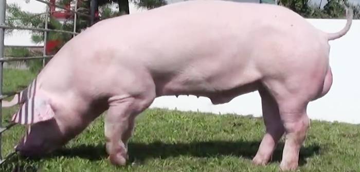 Все о породе свиней Крупная Белая: описание, характеристики, условия выращивания
